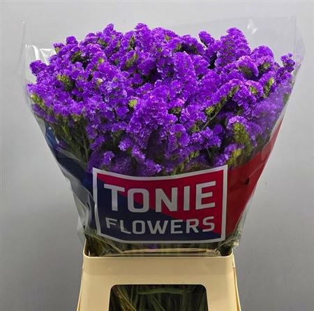 <h4>Lim S Cryst Purple</h4>