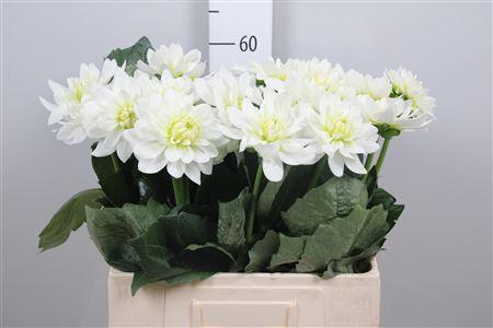 <h4>Dahl Maarten Zwaan</h4>