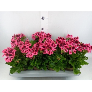 Pelargonium gran. 'Elegance Kate'