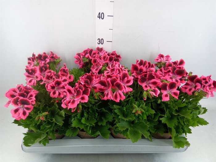 <h4>Pelargonium gran. 'Elegance Kate'</h4>