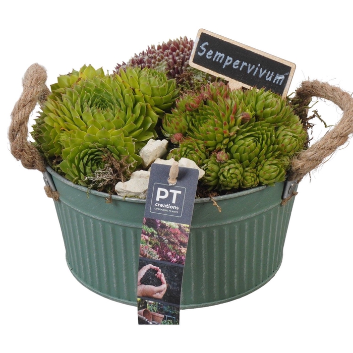 <h4>Arr.  Sempervivum L%</h4>
