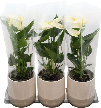 <h4>Anthu An White Keramiek</h4>