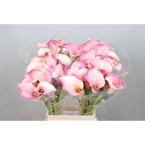 Calla Blushing Lady Kallaland