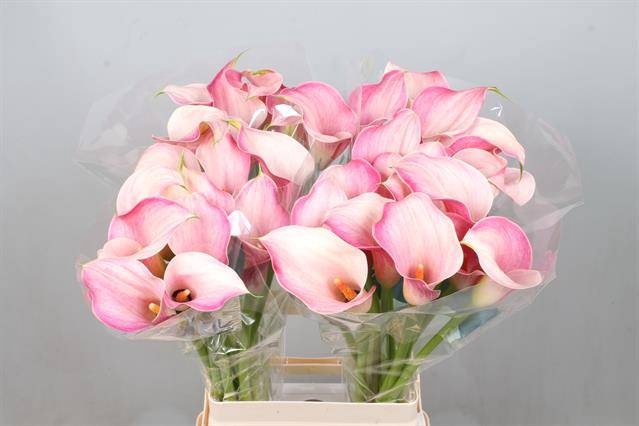 <h4>Calla Blushing Lady Kallaland</h4>