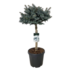 Picea pung. 'Glauca Globosa'