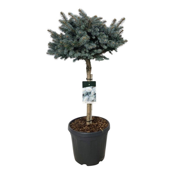 <h4>Picea pung. 'Glauca Globosa'</h4>