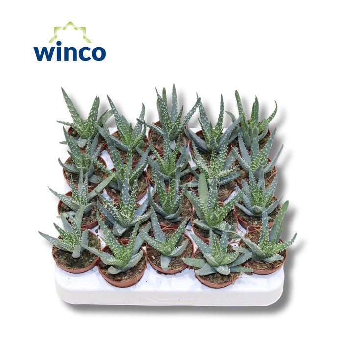 <h4>Aloe Humilis</h4>