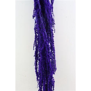 Pres Amaranthus Caud Light Purple Bunch