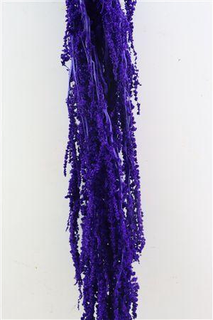 <h4>Pres Amaranthus Caud Light Purple Bunch</h4>