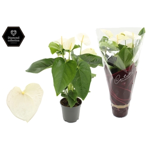 Anthurium 17 cm Alaska in Couture Diamond sleeve