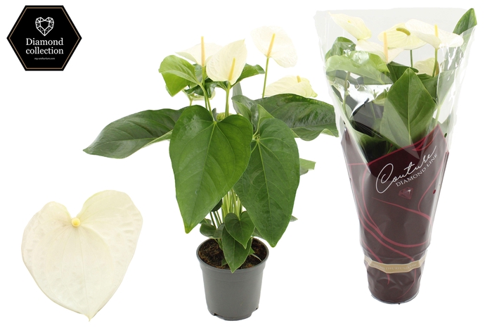 <h4>Anthurium 17 cm Alaska in Couture Diamond sleeve</h4>