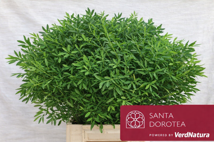 <h4>Pistacia per stem</h4>