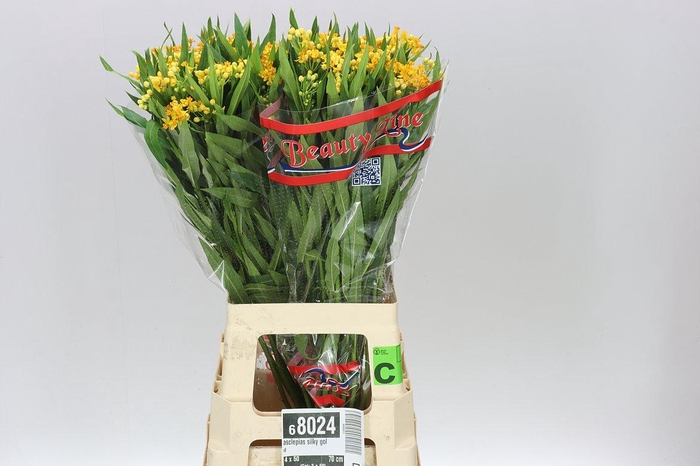 <h4>Asclepias Silky Gold</h4>