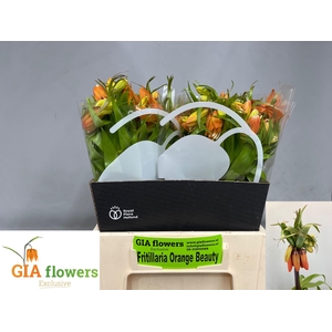 FRIT IM ORANGE BEAUT