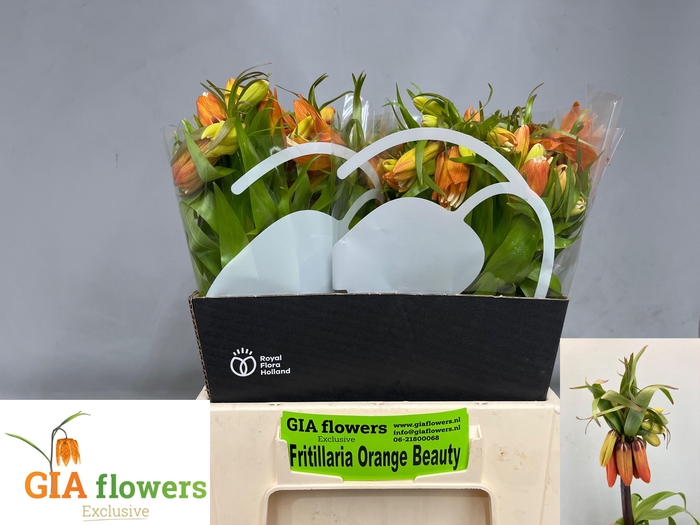 <h4>FRIT IM ORANGE BEAUT</h4>