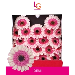 Germini Demi Diamond