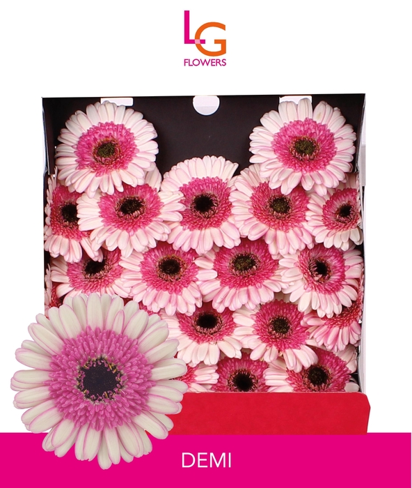 <h4>Germini Demi Diamond</h4>