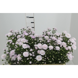 ASTER MARIANA 060 CM ROSA CLARO