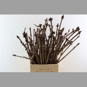 Aesculus Hippoc (kastanje) Vert