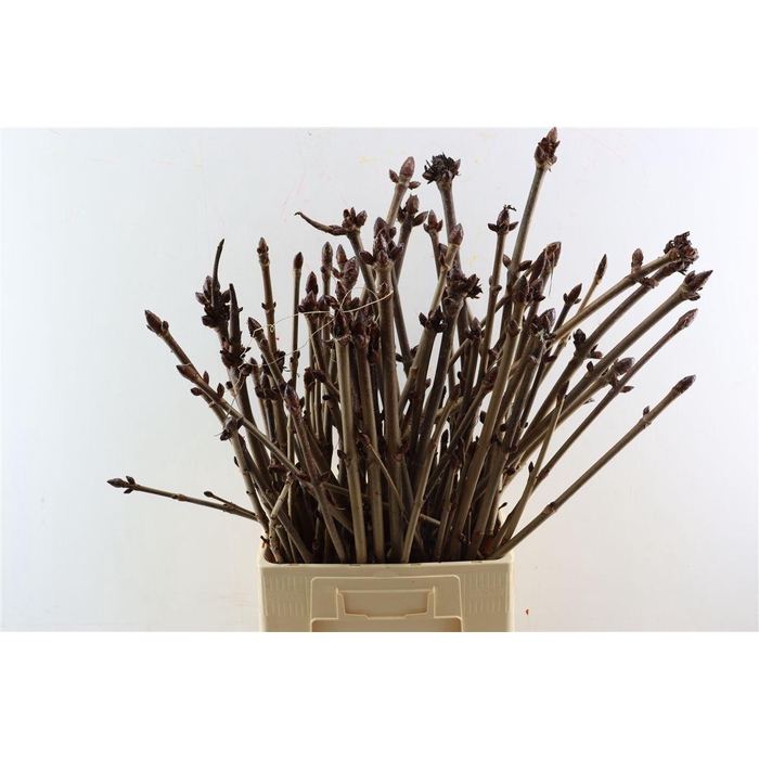 <h4>Aesculus Hippoc (kastanje) Vert</h4>