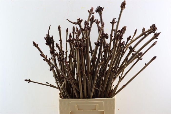 Aesculus Hippoc (kastanje) Vert