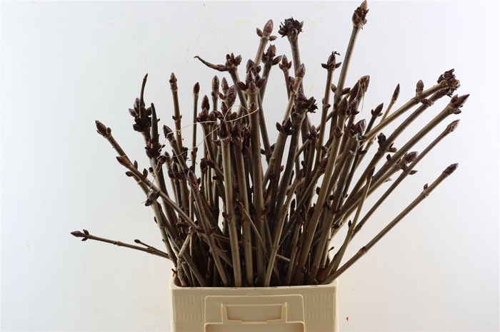 <h4>Aesculus Hippoc (kastanje) Vert</h4>