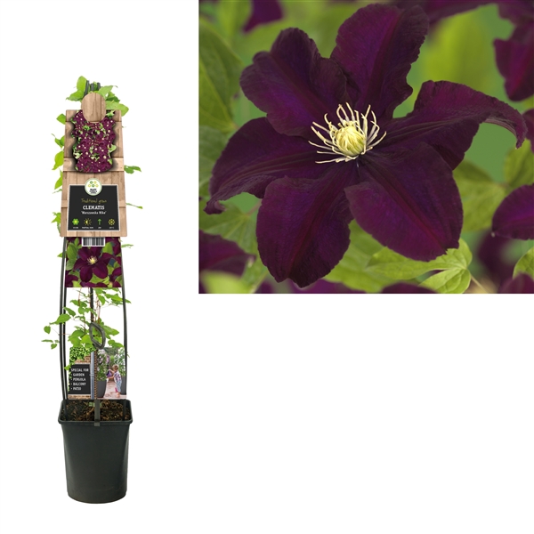 <h4>Clematis 'Warszawska Nike' +3.0 label</h4>