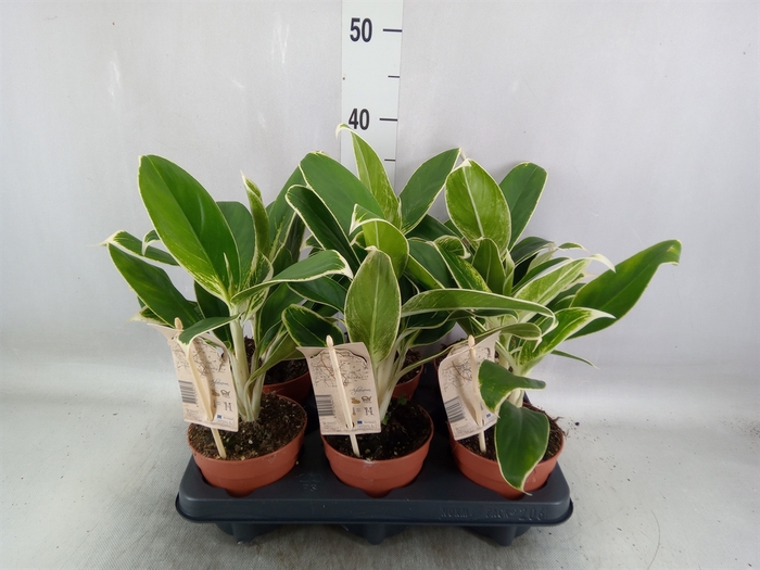 <h4>Aglaonema  'White Lime'</h4>