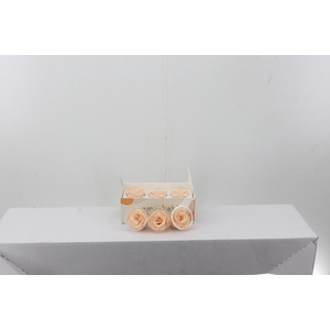 Rosa Preserved Peach