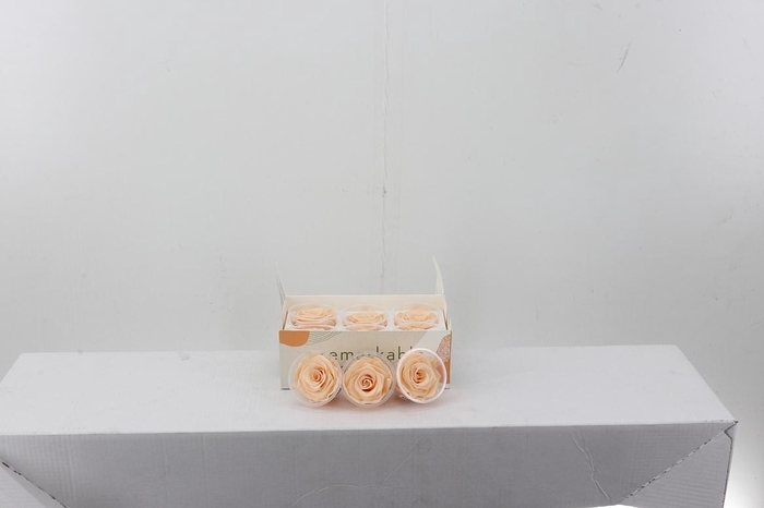 <h4>Rosa Preserved Peach</h4>