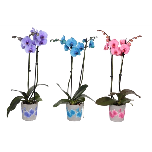 <h4>Fiore Mix Phal I Am Mix 2T14+</h4>