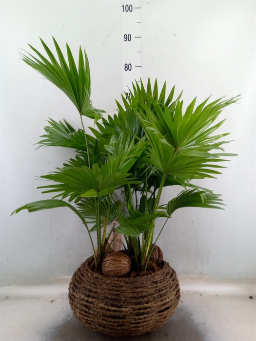 <h4>Livistona rotundifolia</h4>