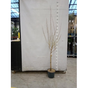 Forsythia intermedia 'Weekend'