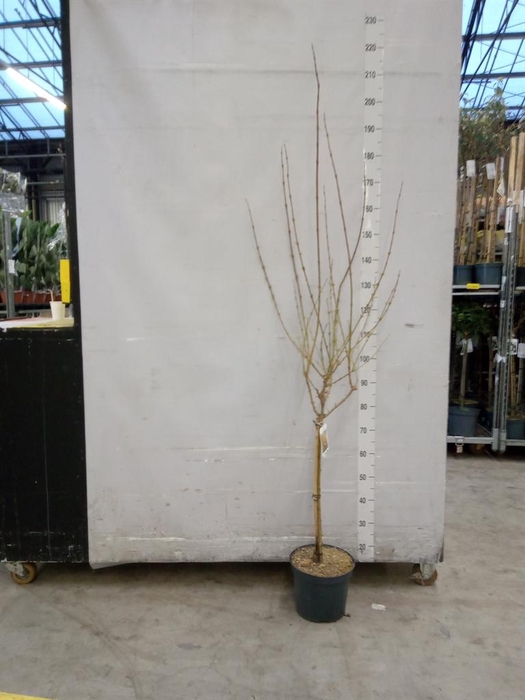 <h4>Forsythia intermedia 'Weekend'</h4>