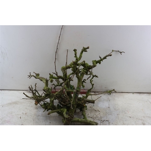 Perenhout Bundle 5pcs