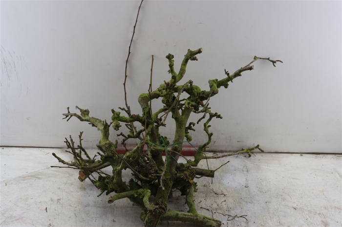 <h4>Perenhout Bundle 5pcs</h4>