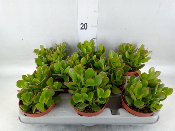 <h4>Crassula ovata</h4>