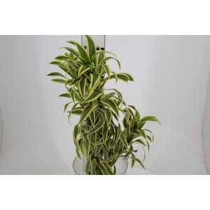 FOLHAGEM DRACENA PLEOMELE VARIEGATA