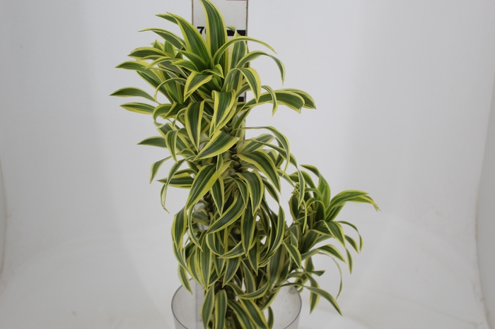<h4>FOLHAGEM DRACENA PLEOMELE VARIEGATA</h4>