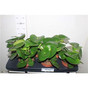 Pep Polybot Raindrop