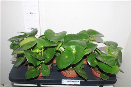 <h4>Pep Polybot Raindrop</h4>