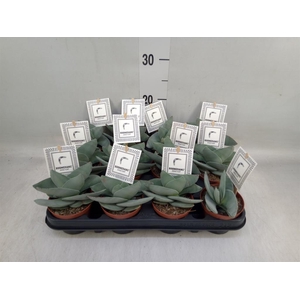 Crassula  'Boomerang'