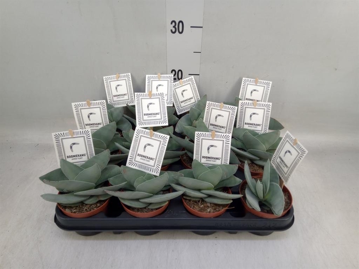 <h4>Crassula 'Boomerang'</h4>