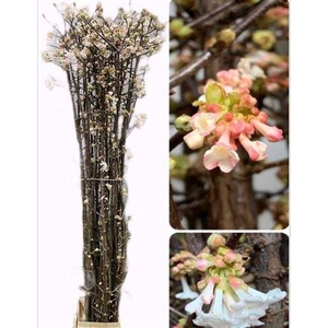 Viburnum Bodn Ch Lamont