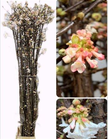 <h4>Viburnum Bodn Ch Lamont</h4>