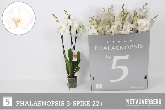 <h4>PHAL OV WIT</h4>