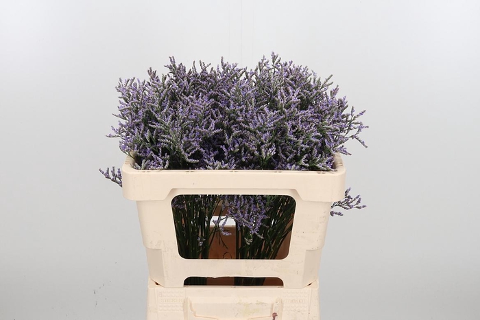 <h4>Lim Ov Skylight</h4>