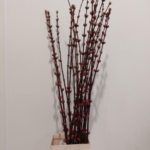 VIBUR BODN CH LAMONT