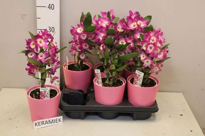 <h4>ARR KAMERPL BLOEI</h4>