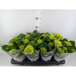 Hydrangea mac. 'Hi White Sun'